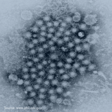 Bovine Viral Diarrhea Virus and Hepatitis C Virus
