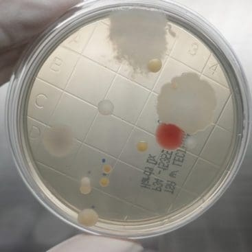 Microbial Identification Services