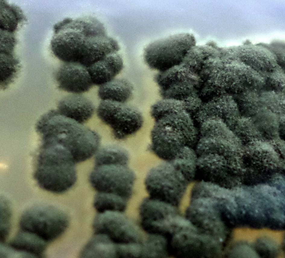 Penicillium sp.