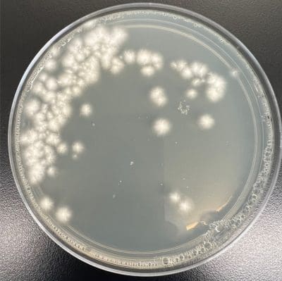 Penicillium ludwigii | Microchem Laboratory