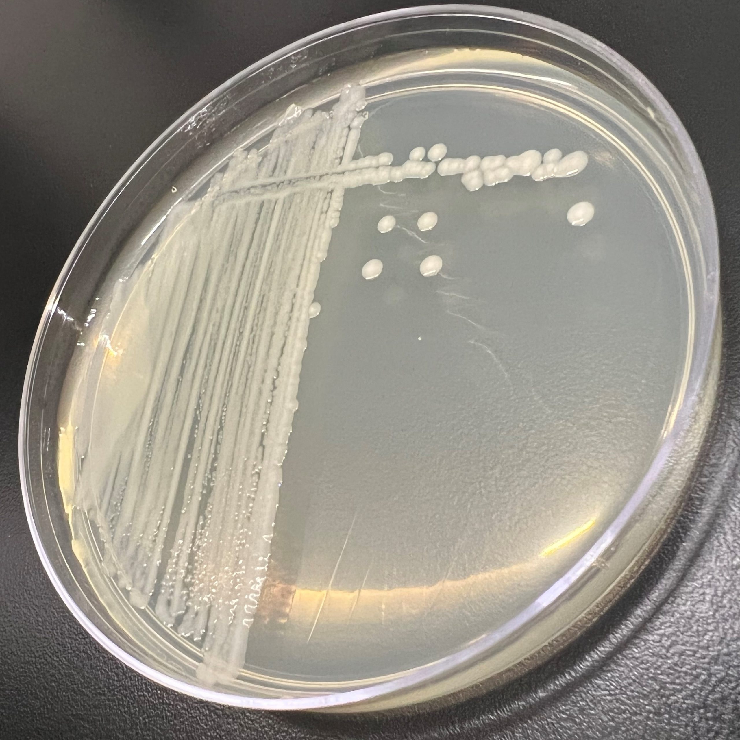 Rhizobium radiobacter | Microchem Laboratory