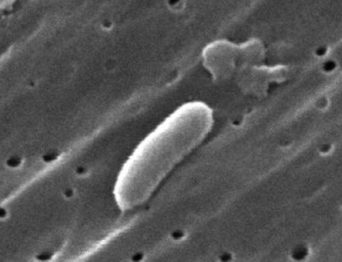 Newly Discovered Giant Bacterium Visible With the Naked Eye