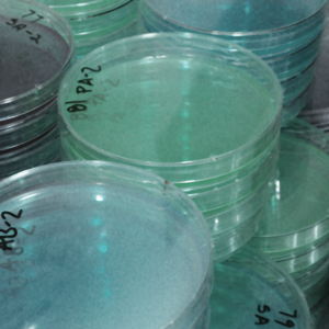 agar plates for microbiology